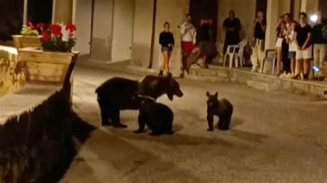 Rifle slaying of a brown bear in Italy leaves 2 cubs motherless and is decried by locals, minister